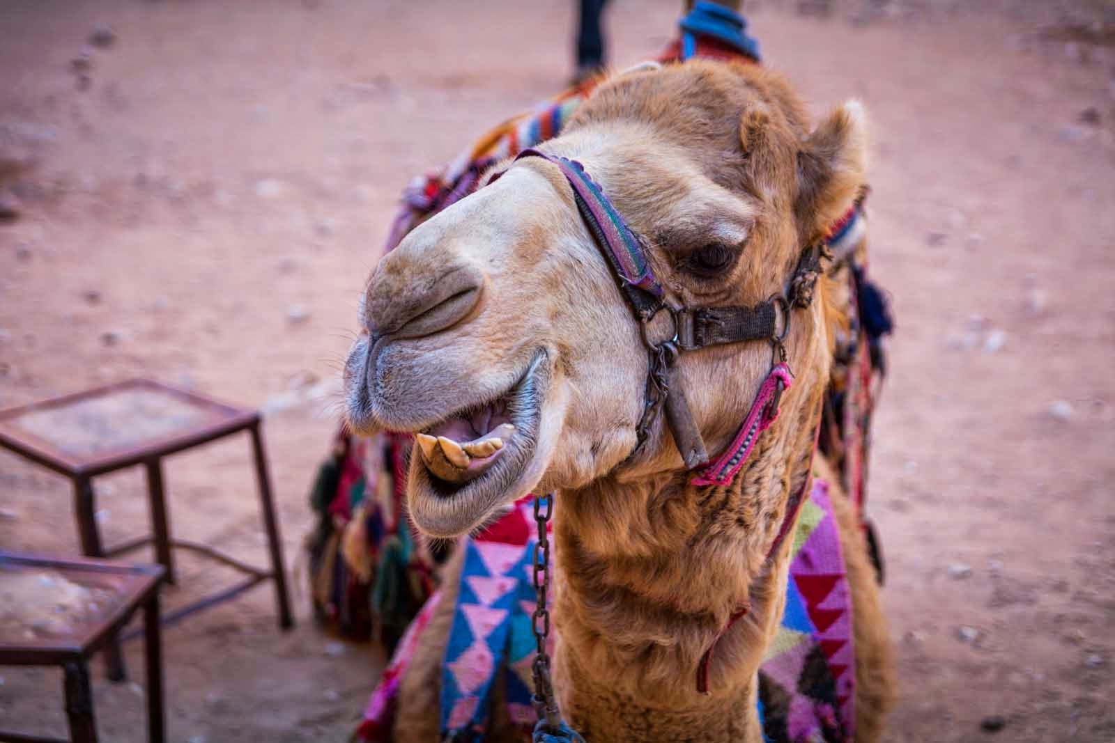 Kamel in Petra, Jordanien | Photo © Christoph Adamek/autofilou.at