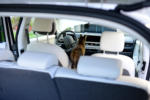 Katze im Hyundai IONIQ 5 Cat in the Car